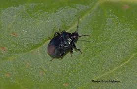 Attēlu rezultāti vaicājumam “Zicrona caerulea nymph”
