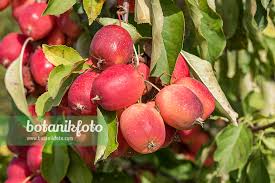 Attēlu rezultāti vaicājumam “Malus purpurea”