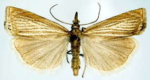 Attēlu rezultāti vaicājumam “Chrysoteuchia culmella”