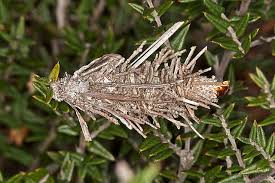 Attēlu rezultāti vaicājumam “Psychidae”