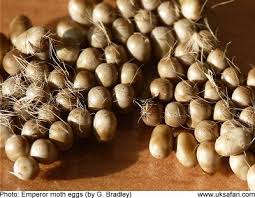 Attēlu rezultāti vaicājumam “Saturnia pavonia eggs”