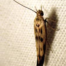 Attēlu rezultāti vaicājumam “Scythris limbella”