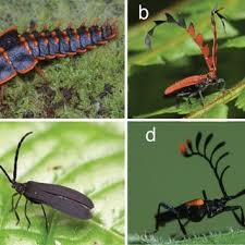 Attēlu rezultāti vaicājumam “Lycogala asperum young”