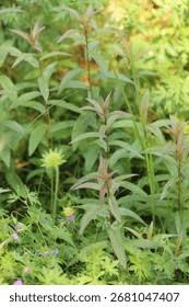 Attēlu rezultāti vaicājumam “Inula salicina leaf”