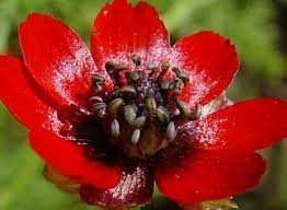 Image result for Adonis aestivalis