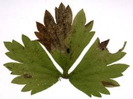 Attēlu rezultāti vaicājumam “Ranunculus cassubicus leaf”