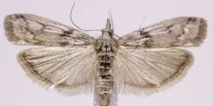 Attēlu rezultāti vaicājumam “Zophodia grossulariella”