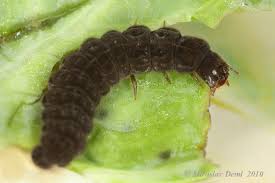 Attēlu rezultāti vaicājumam “Cantharis fusca”