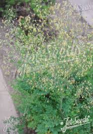 Attēlu rezultāti vaicājumam “Thalictrum minus”