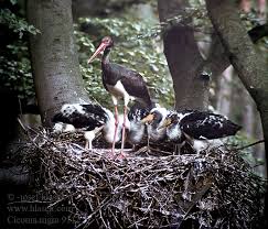 Attēlu rezultāti vaicājumam “Ciconia nigra nest”