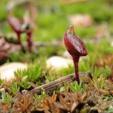 Attēlu rezultāti vaicājumam “Pogonatum nanum”