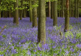 Image result for Tring Rambling Club