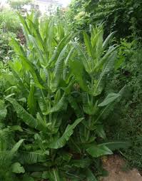 Attēlu rezultāti vaicājumam “Dipsacus fullonum”