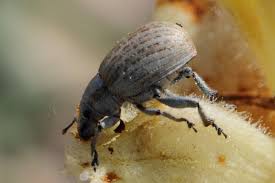 Attēlu rezultāti vaicājumam “Philopedon plagiatum”