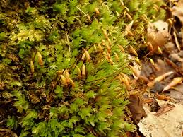 Attēlu rezultāti vaicājumam “Mnium marginatum”