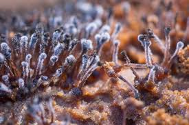 Attēlu rezultāti vaicājumam “Melanospora lagenaria”