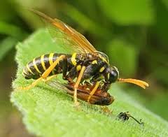 Attēlu rezultāti vaicājumam “Tenthredo scrophulariae exuvia”