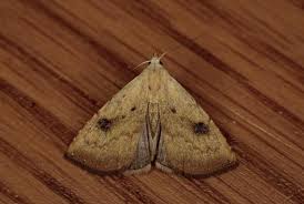 Attēlu rezultāti vaicājumam “Rivula sericealis”