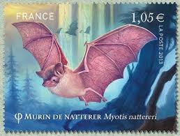 Attēlu rezultāti vaicājumam “Myotis nattereri”