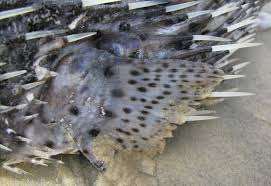 Image result for Diodon hystrix