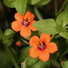 Attēlu rezultāti vaicājumam “Anagallis arvensis”