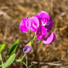 Attēlu rezultāti vaicājumam “Lathyrus tuberosus flower”