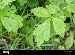 Attēlu rezultāti vaicājumam “Geum urbanum leaf”