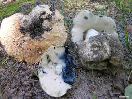 Attēlu rezultāti vaicājumam “Gyroporus cyanescens”