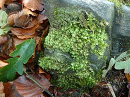 Attēlu rezultāti vaicājumam “Scapania nemorea”