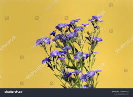 Attēlu rezultāti vaicājumam “Lactuca tatarica flower”