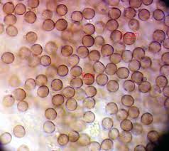Attēlu rezultāti vaicājumam “Physarum penetrale macro”
