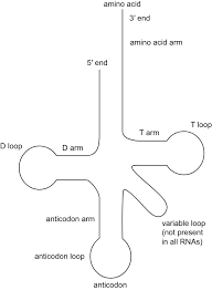 Image result for the end of the t-loop structure
