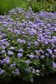 Image result for Ageratum houstonianum