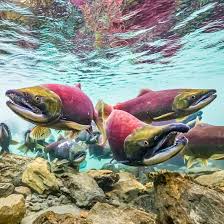 Image result for Oncorhynchus nerka