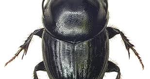 Attēlu rezultāti vaicājumam “Scarabaeidae”