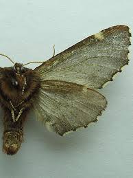 Attēlu rezultāti vaicājumam “Odontosia carmelita”