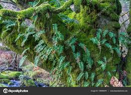 Attēlu rezultāti vaicājumam “Amblystegium serpens”