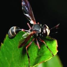 Attēlu rezultāti vaicājumam “Conopidae”