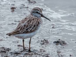 Attēlu rezultāti vaicājumam “Calidris falcinellus adult”