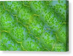 Attēlu rezultāti vaicājumam “Elodea canadensis leaf”