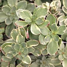 Attēlu rezultāti vaicājumam “Sedum pallidum bud”