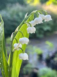 Attēlu rezultāti vaicājumam “Convallaria majalis”