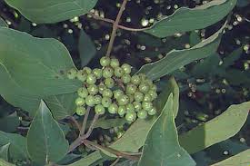 Attēlu rezultāti vaicājumam “Cornus sericea fruit”