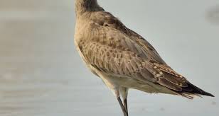 Image result for Limosa haemastica