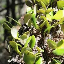 Attēlu rezultāti vaicājumam “Linaria loeselii leaf”