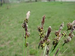 Attēlu rezultāti vaicājumam “Carex montana”