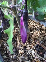 Afbeeldingsresultaat voor fengyuan purple eggplant