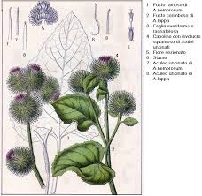 Attēlu rezultāti vaicājumam “Arctium lappa fruit”