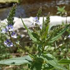 Attēlu rezultāti vaicājumam “Veronica anagallis-aquatica”