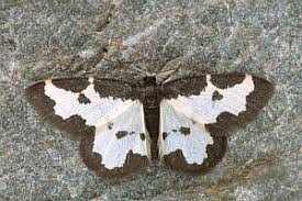 Attēlu rezultāti vaicājumam “Lomaspilis marginata”